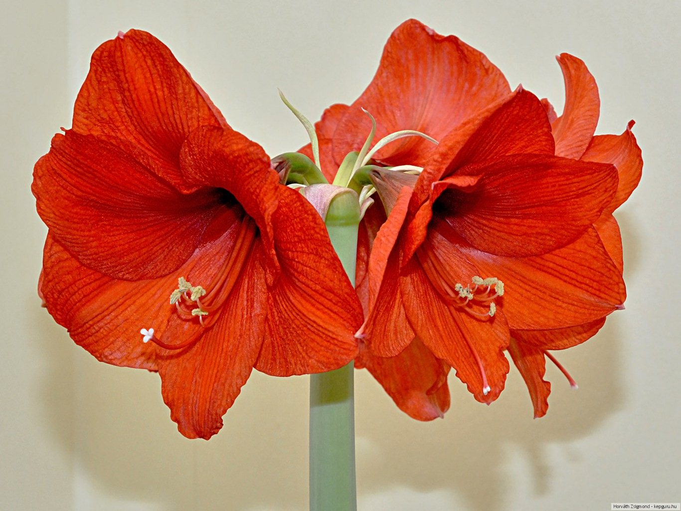Amaryllis Çiçeği Masaüstü Resimleri En Güzel Amaryllis Çiçeği Resimleri- Resim 1839