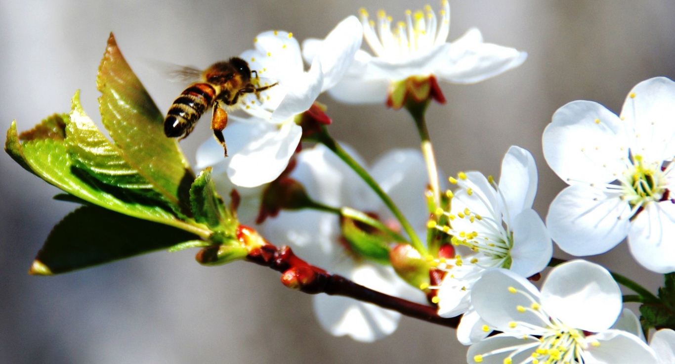 İlkbahar Resimleri, İlkbahar Fotoğrafları, İlkbahar Manzara Fotoğrafları- Resim 817