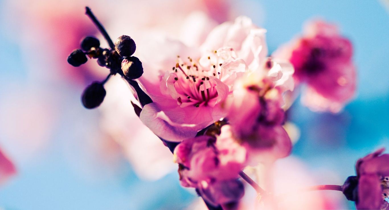 İlkbahar Resimleri, İlkbahar Fotoğrafları, İlkbahar Manzara Fotoğrafları- Resim 814