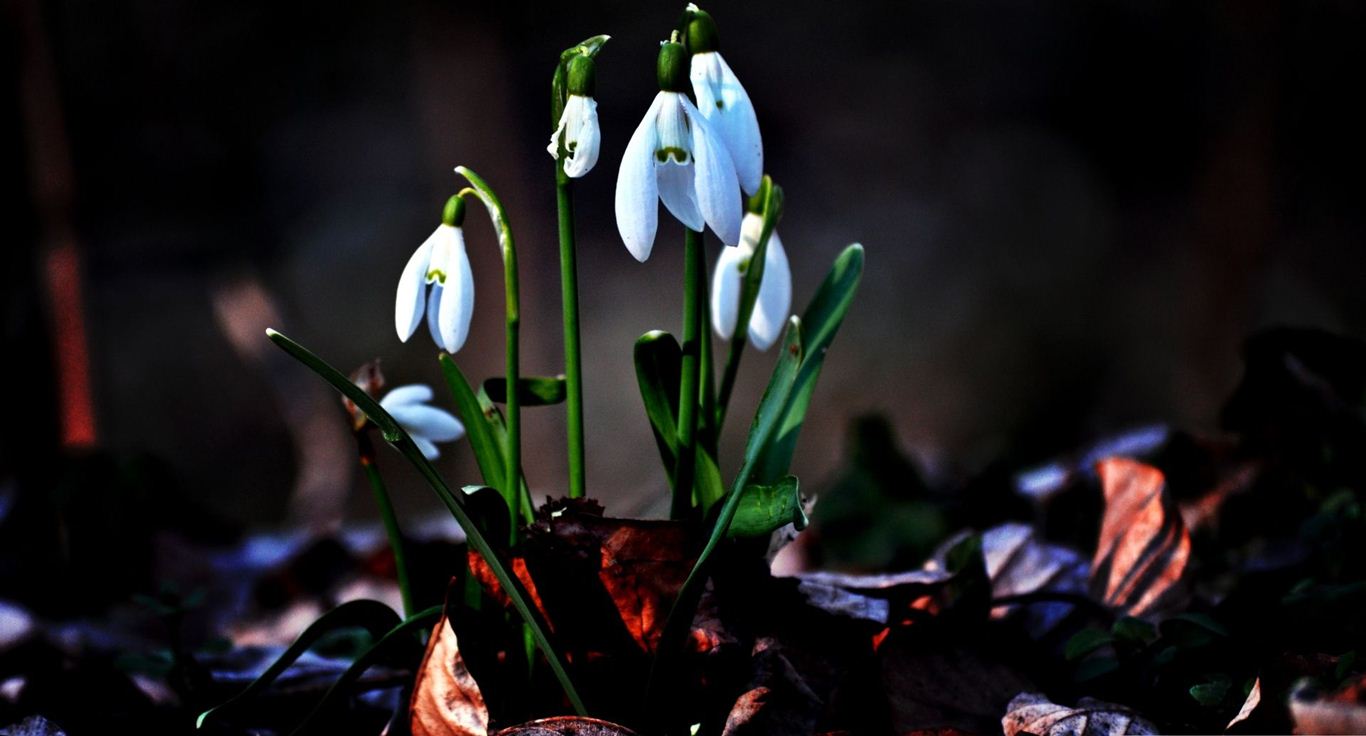 İlkbahar Resimleri, İlkbahar Fotoğrafları, İlkbahar Manzara Fotoğrafları- Resim 846