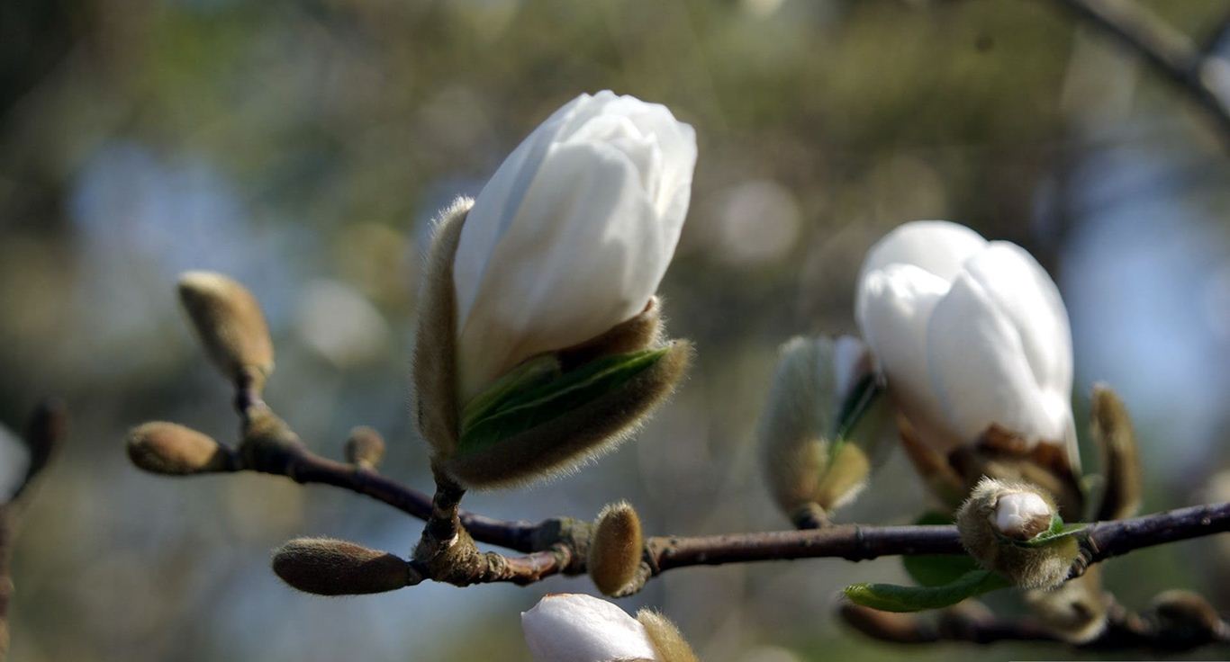 İlkbahar Resimleri, İlkbahar Fotoğrafları, İlkbahar Manzara Fotoğrafları- Resim 843