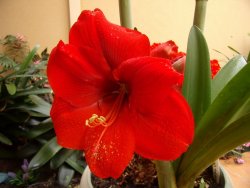 Amaryllis Çiçeği Resimleri