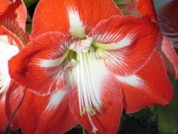 Amaryllis Çiçeği Resimleri