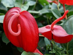 Antoryum Çiçeği Resimleri