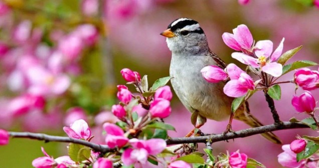 Cemreler Ne Zaman Düşecek?