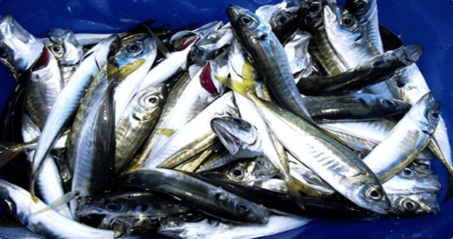 İstavrit balığının küçüğü nedir?