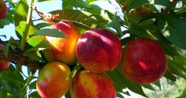 Şeftali en çok hangi iklimde yetişir?