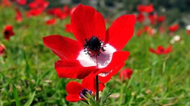 Cemre Nedir? Cemreler Ne Zaman Düşer?