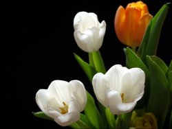 Lale Çiçeği Resimleri
